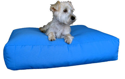 dash the dog on a medium pet bed in teal